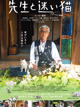 先生与迷路猫